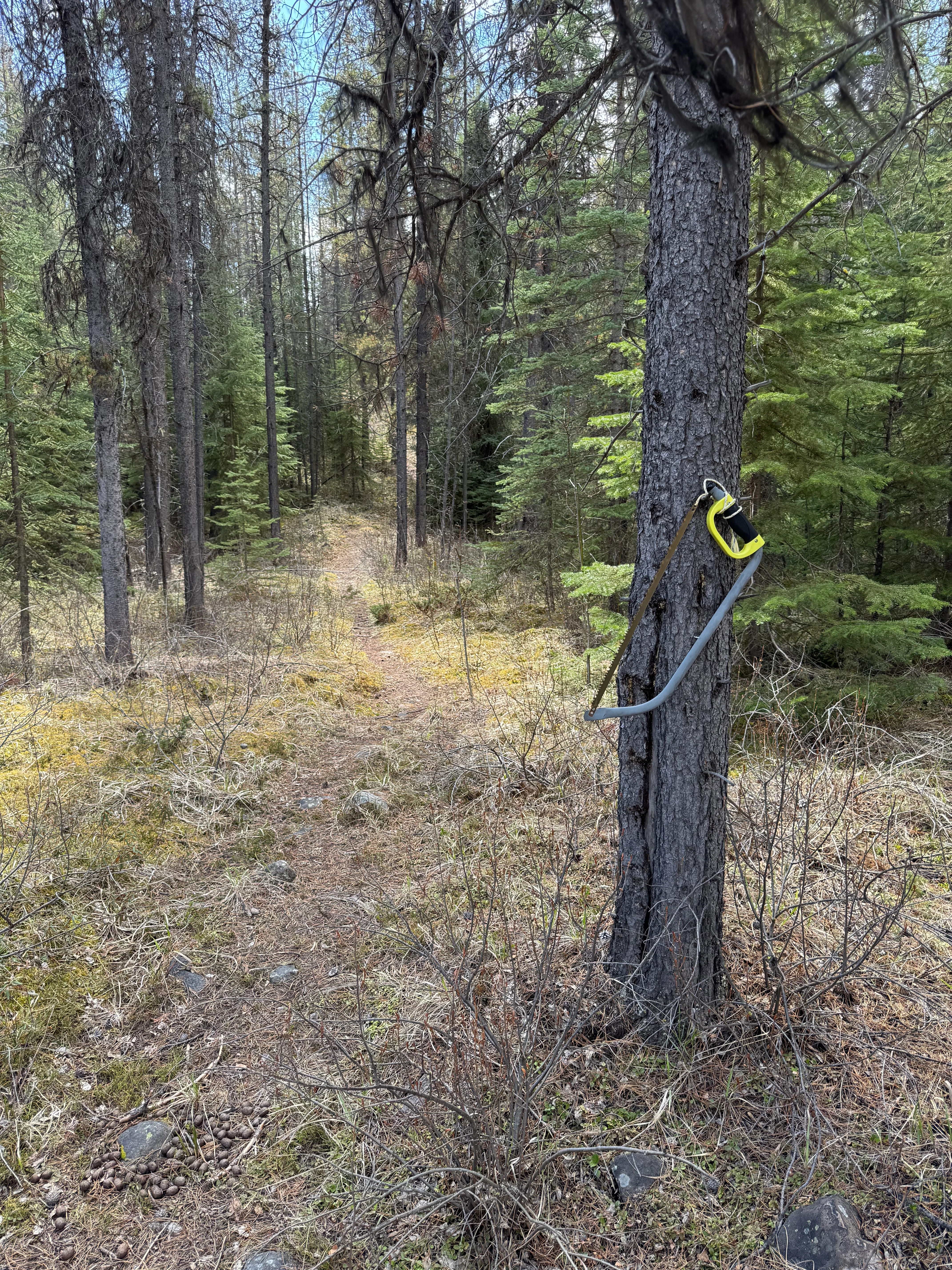 Saw hanging from a tree branch