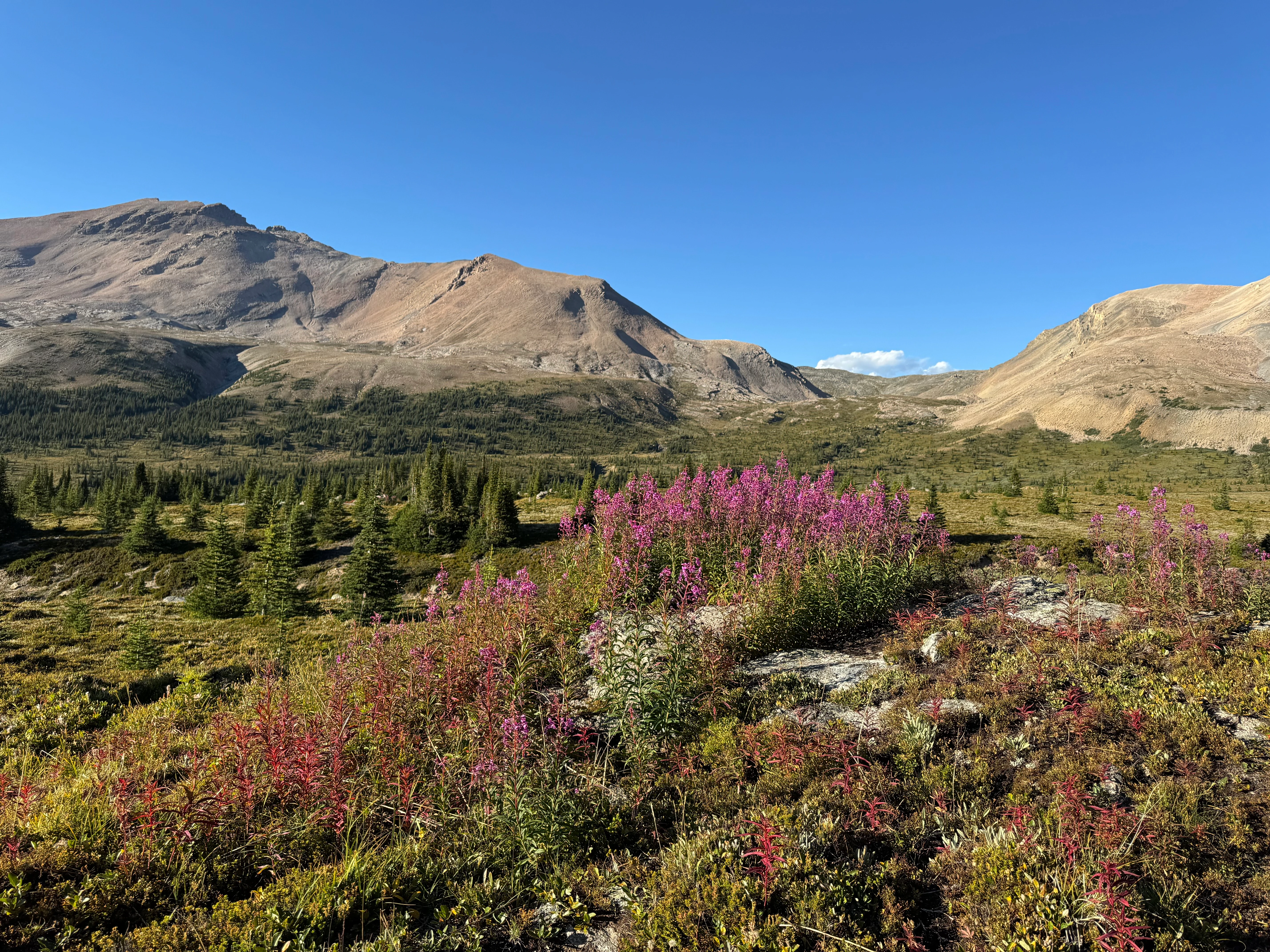 Alpine flowers on North Molar Pass
