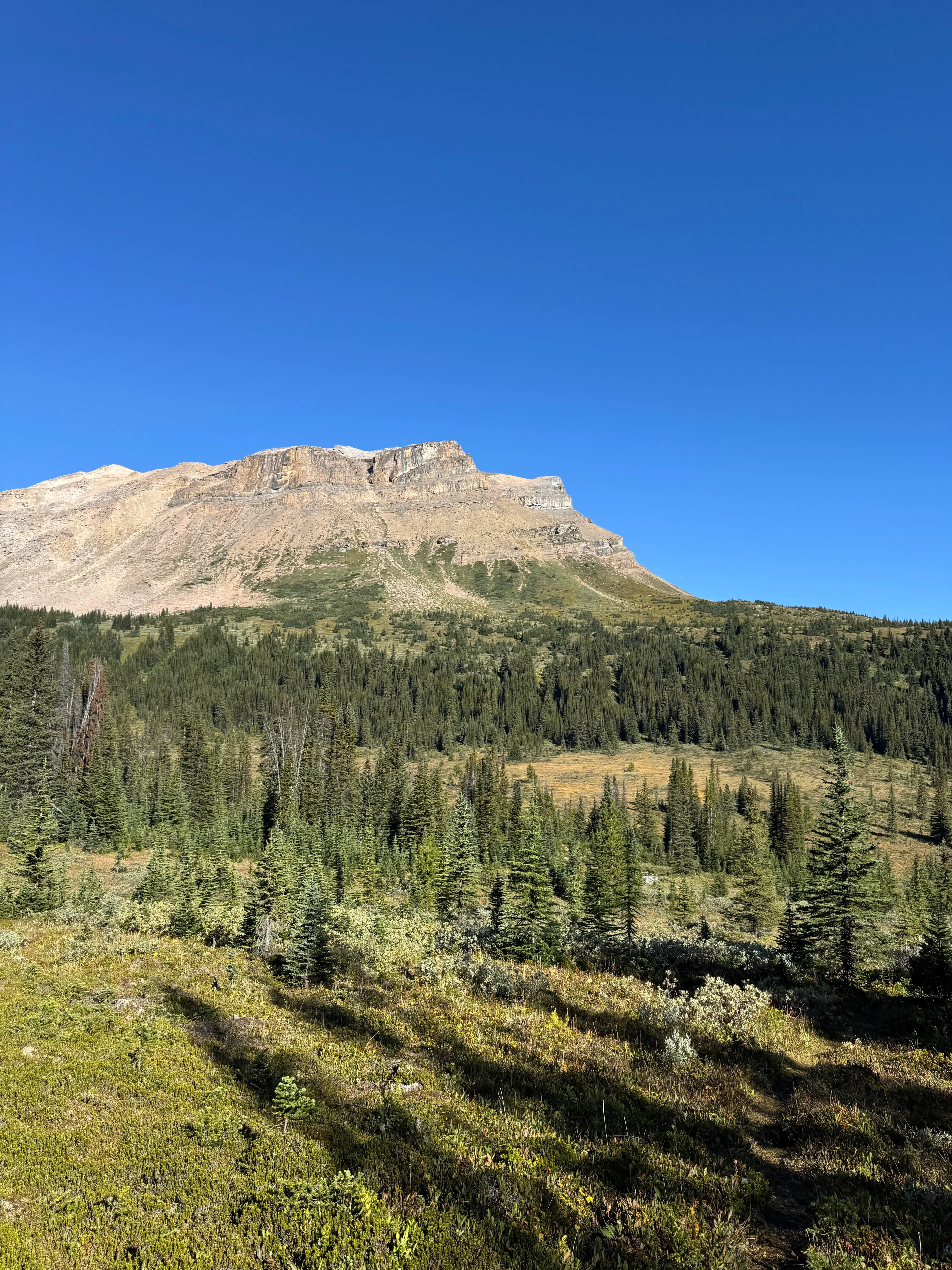 Unmarked route through meadows