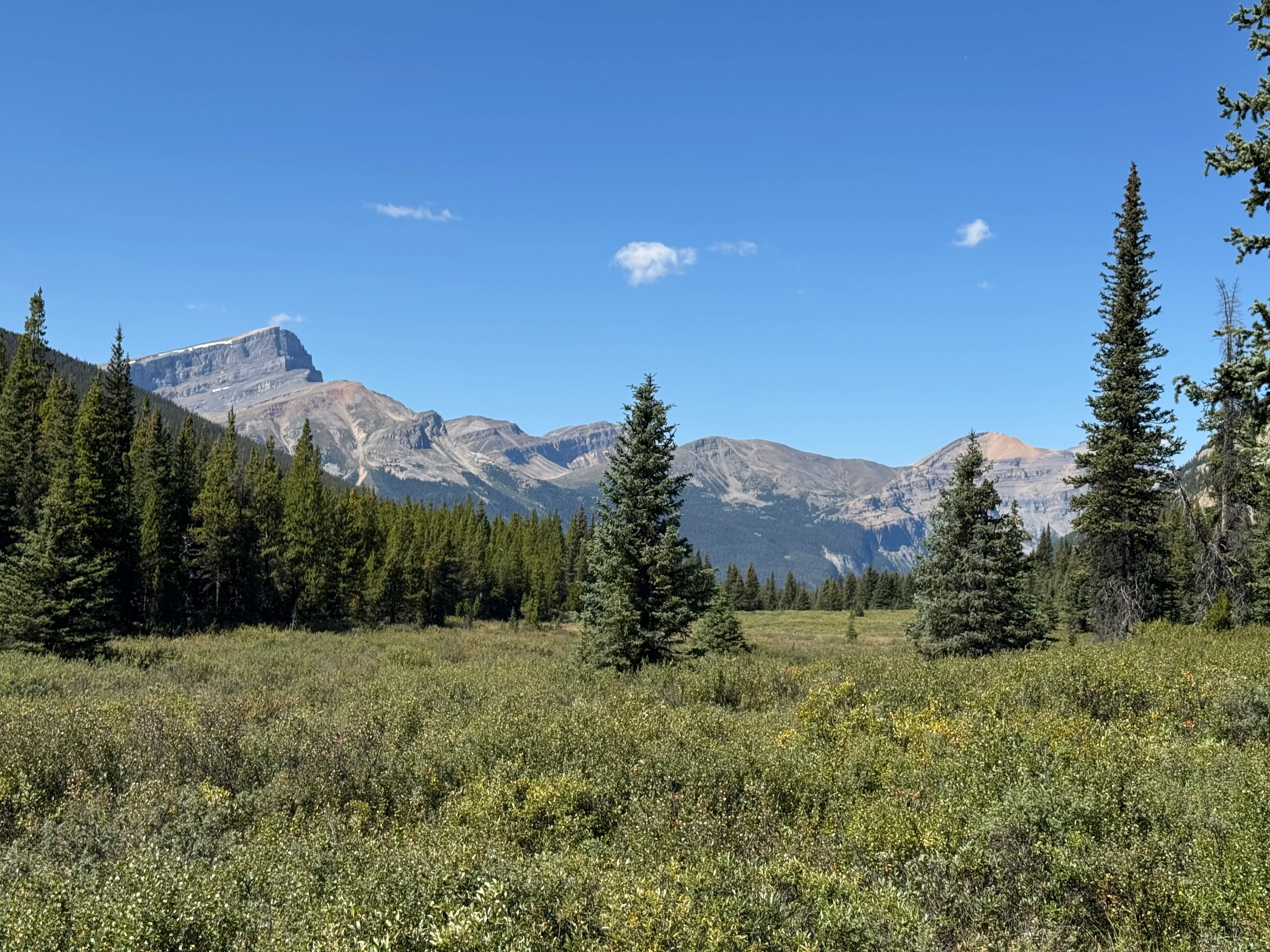 Dense vegetation along the Siffleur River valley