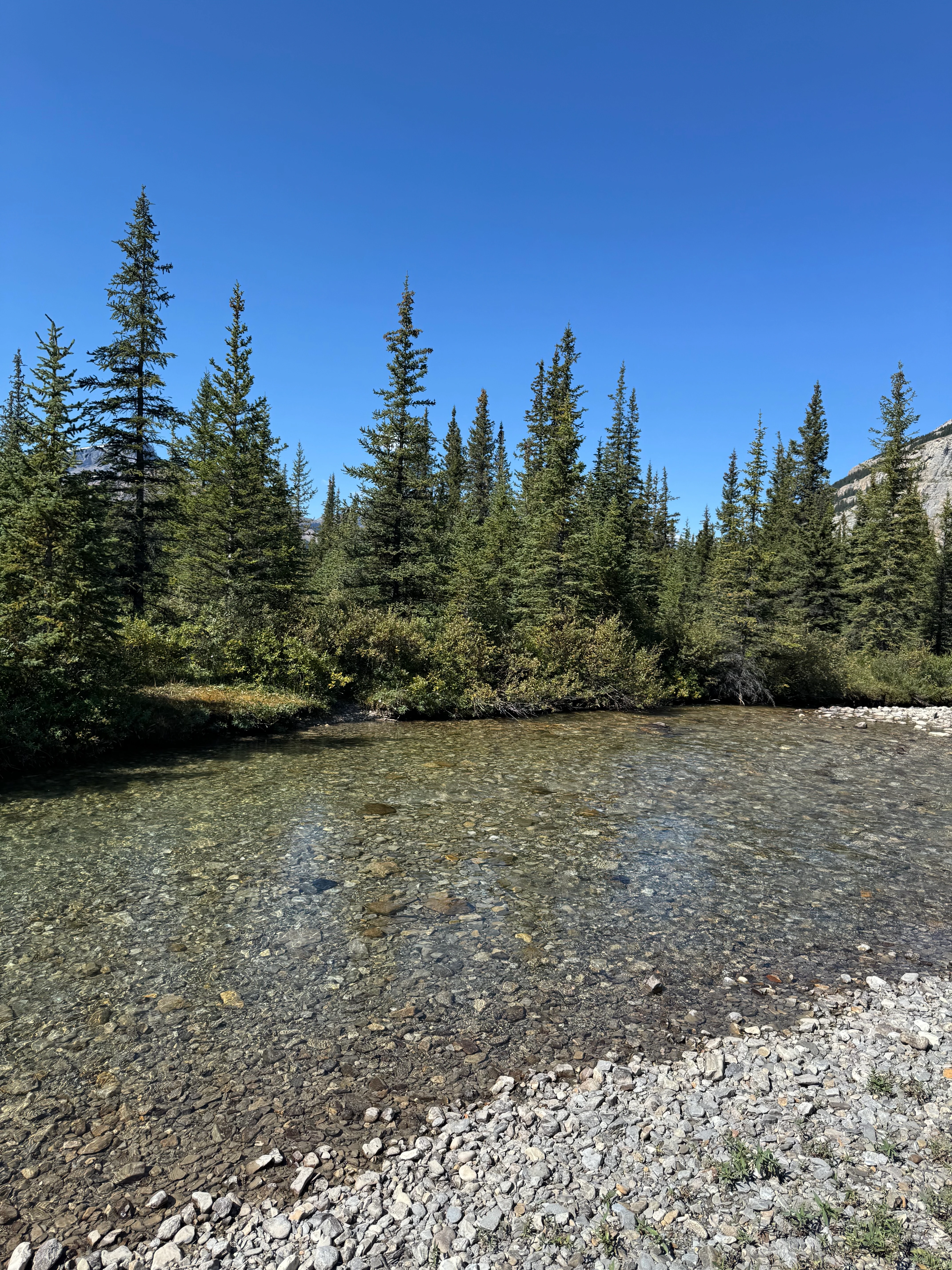 Crossing the Siffleur River with trees on both banks