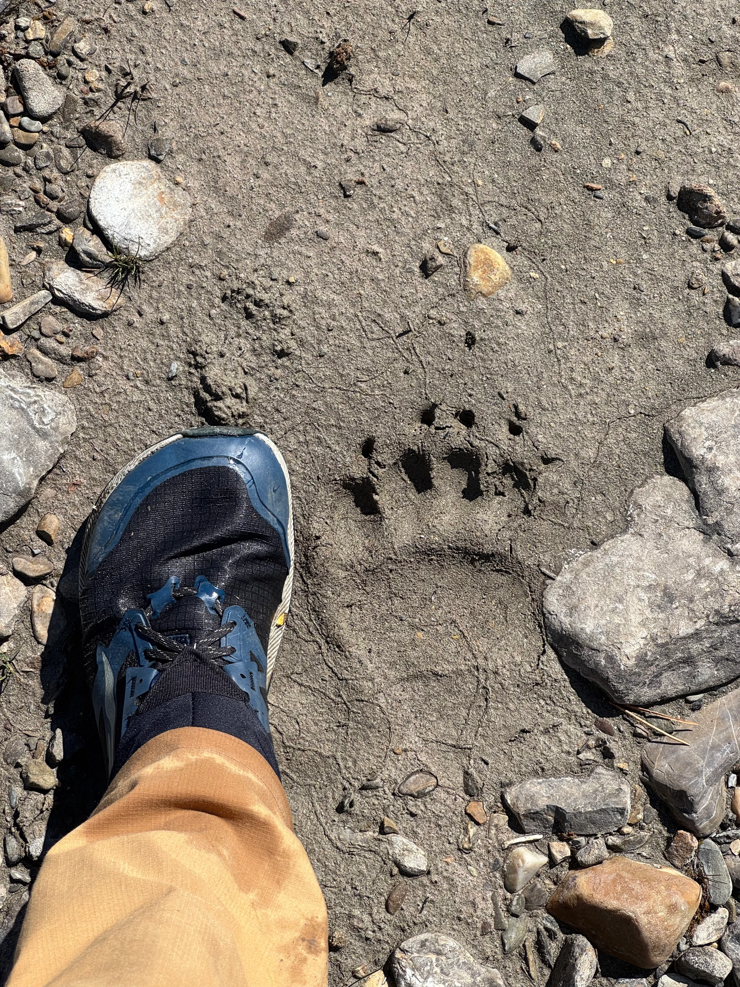 Bear paw prints next to hiking boot prints in mud