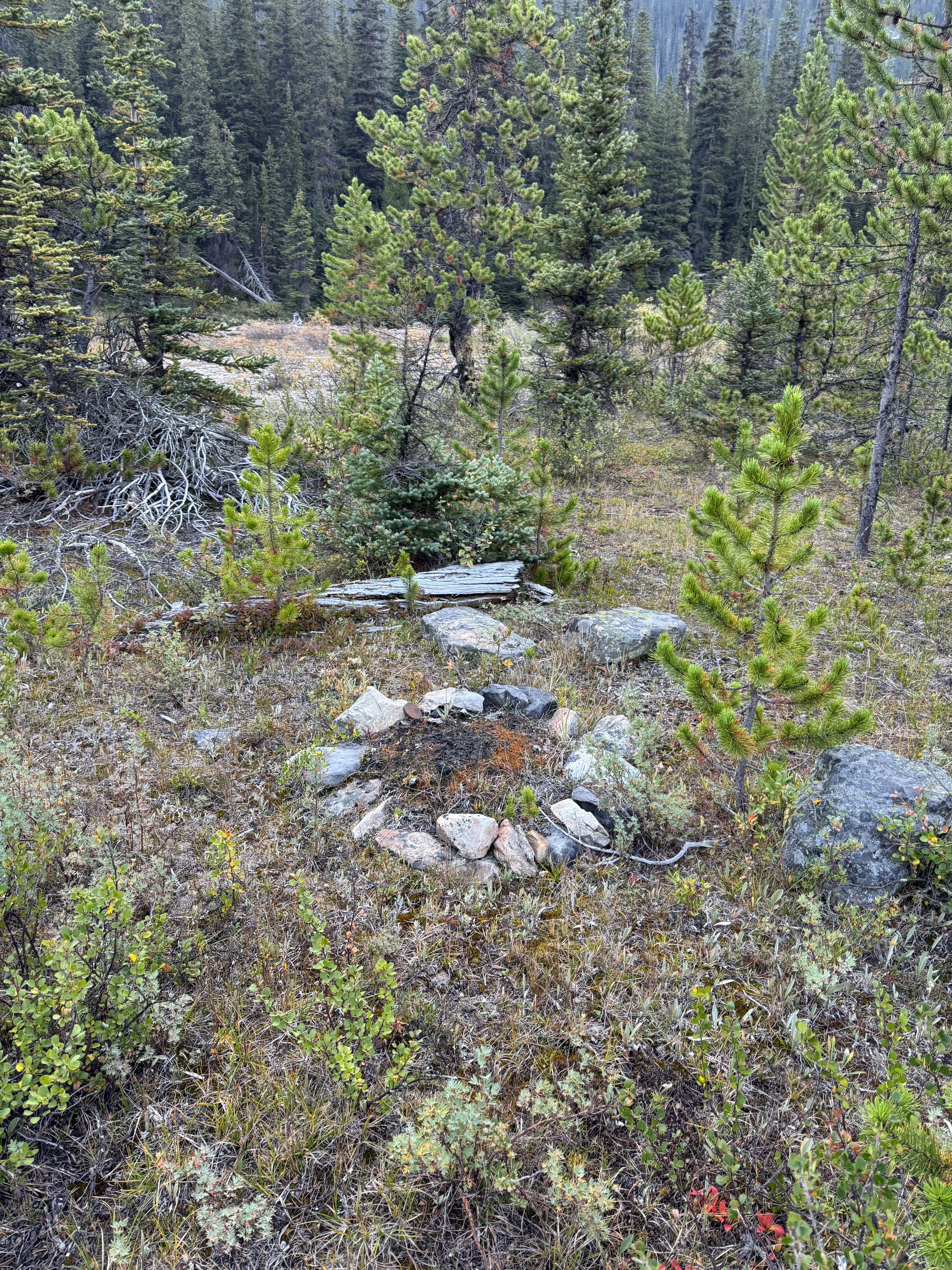 Old stone fire pit ring in forest clearing